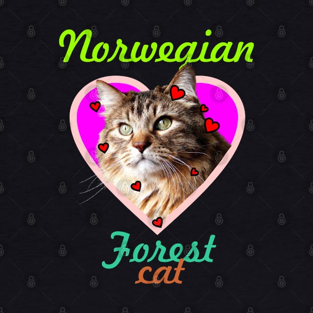 Norwegian forest cat by Carolina Cabreira